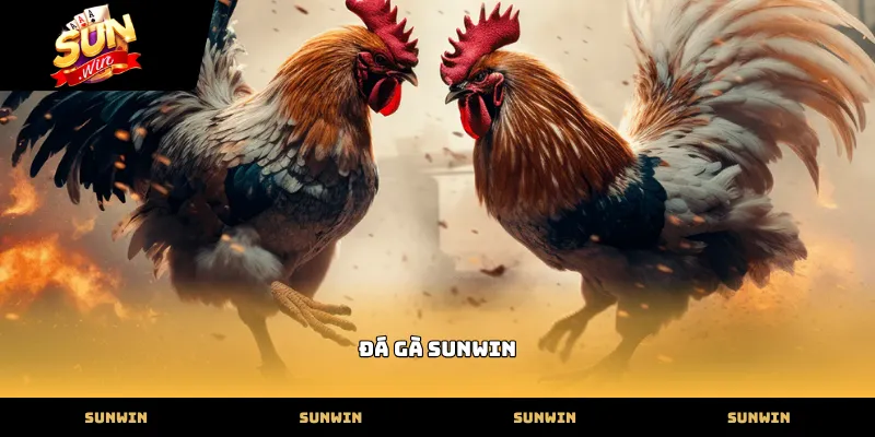Cận cảnh quy trình phát sóng đá gà sunwin tại bồ gà chuyên nghiệp